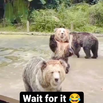 Amazing bear 🐻🐨🐻 video 2022