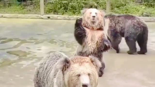 Amazing bear 🐻🐨🐻 video 2022