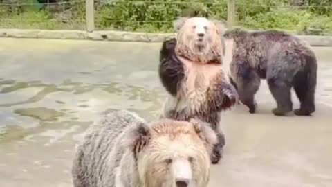 Amazing bear 🐻🐨🐻 video 2022