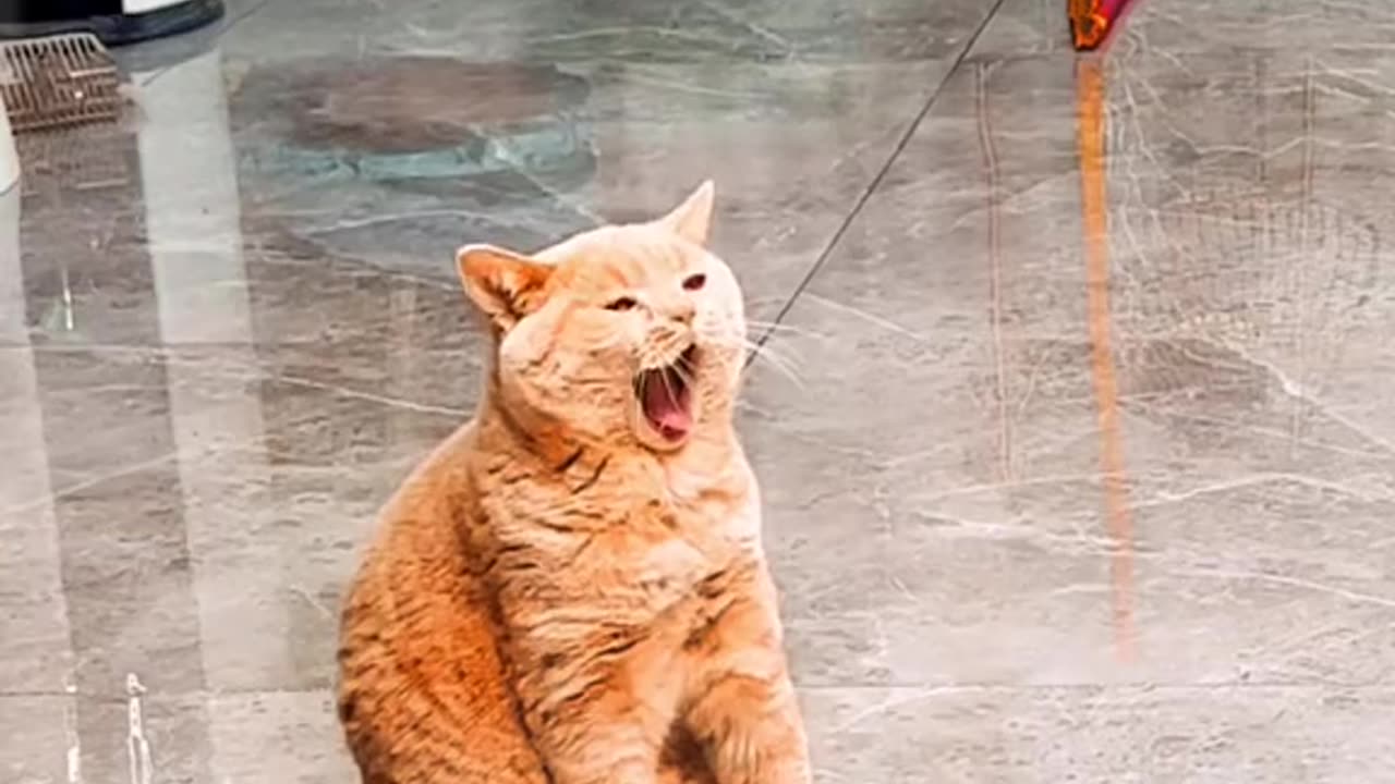 Funny Cats 🐈 video Part 3 [Fun Pet]