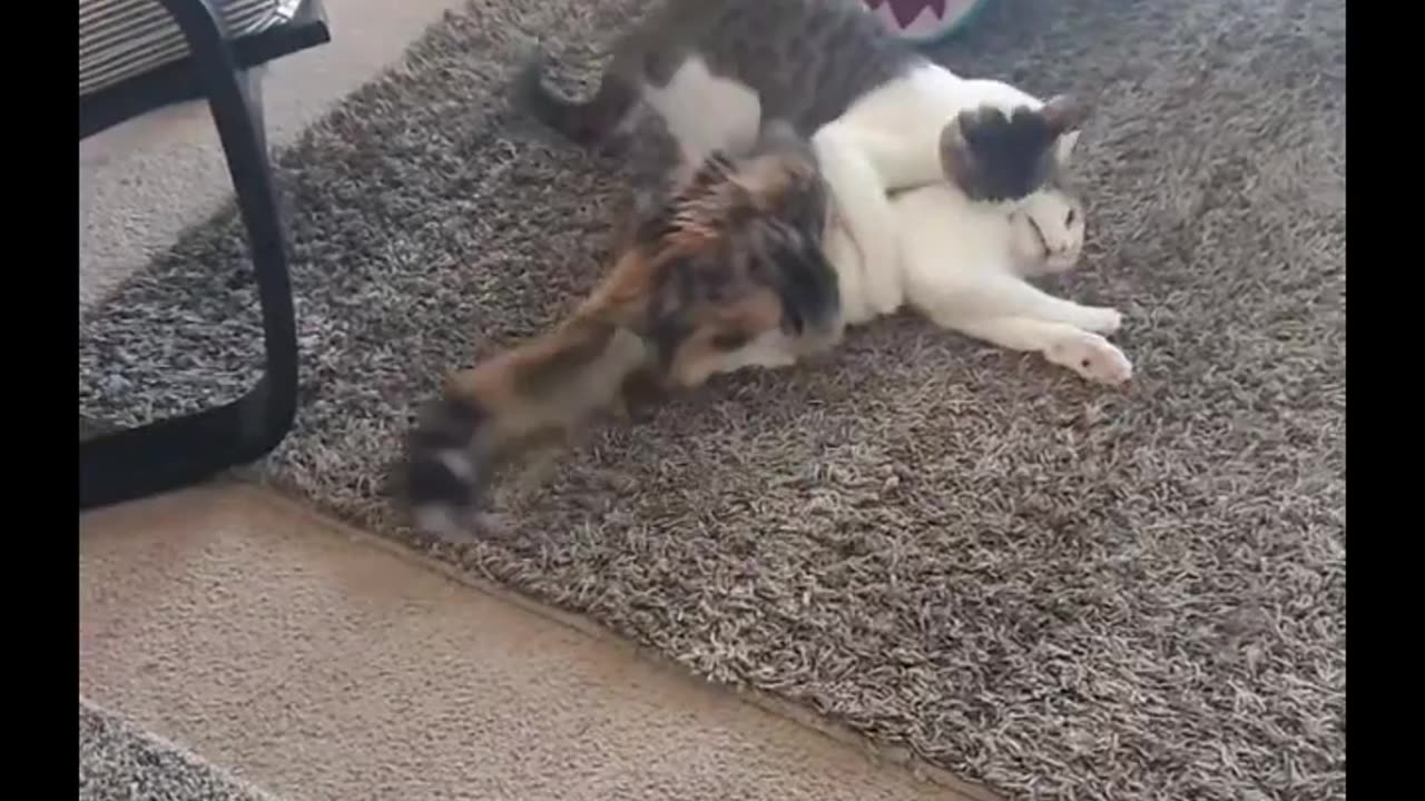 Cute Cats Fighting Video 😁