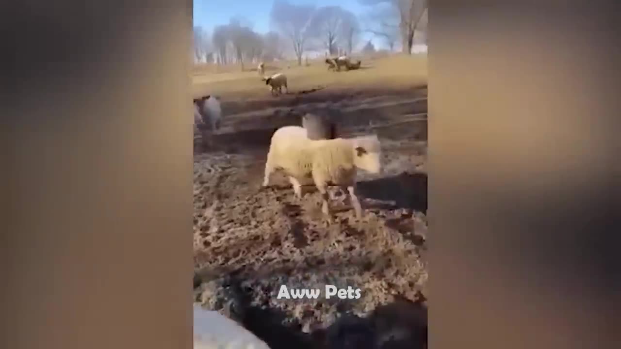 Funny animals video