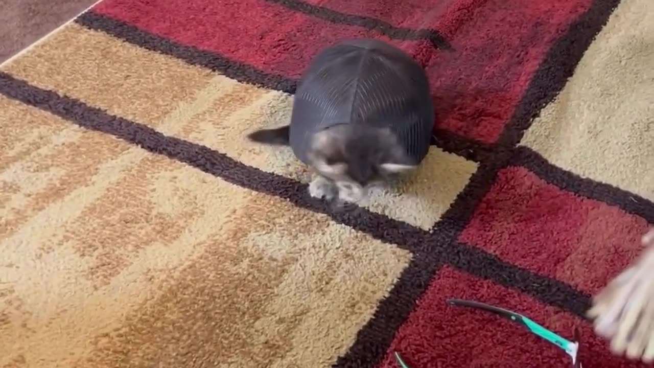 Funny cats ❤️😻 #2