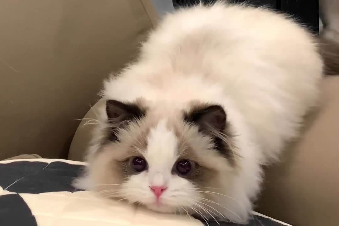 What a lovely cat