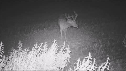 Fred Zepplin 2021, 7/20/21 Baling Between The Wildlife