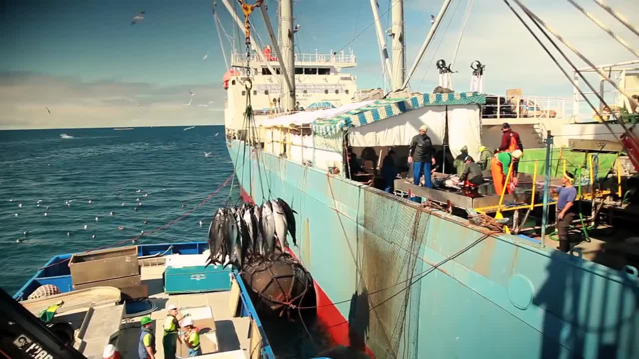 Careers in the Australian Southern Bluefin Tuna Industry