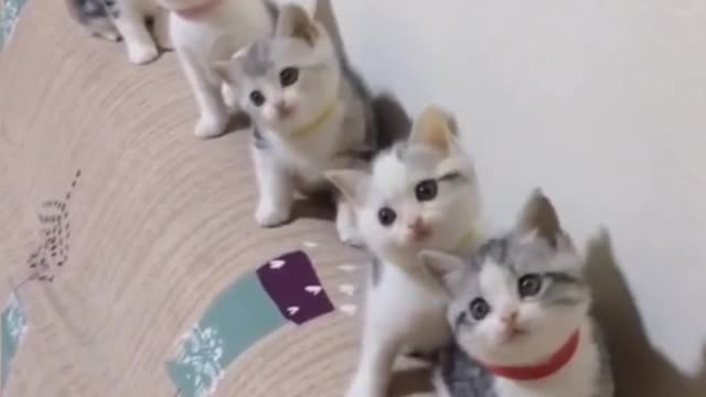 cute cute cat is swinging, cute cat playing with groups