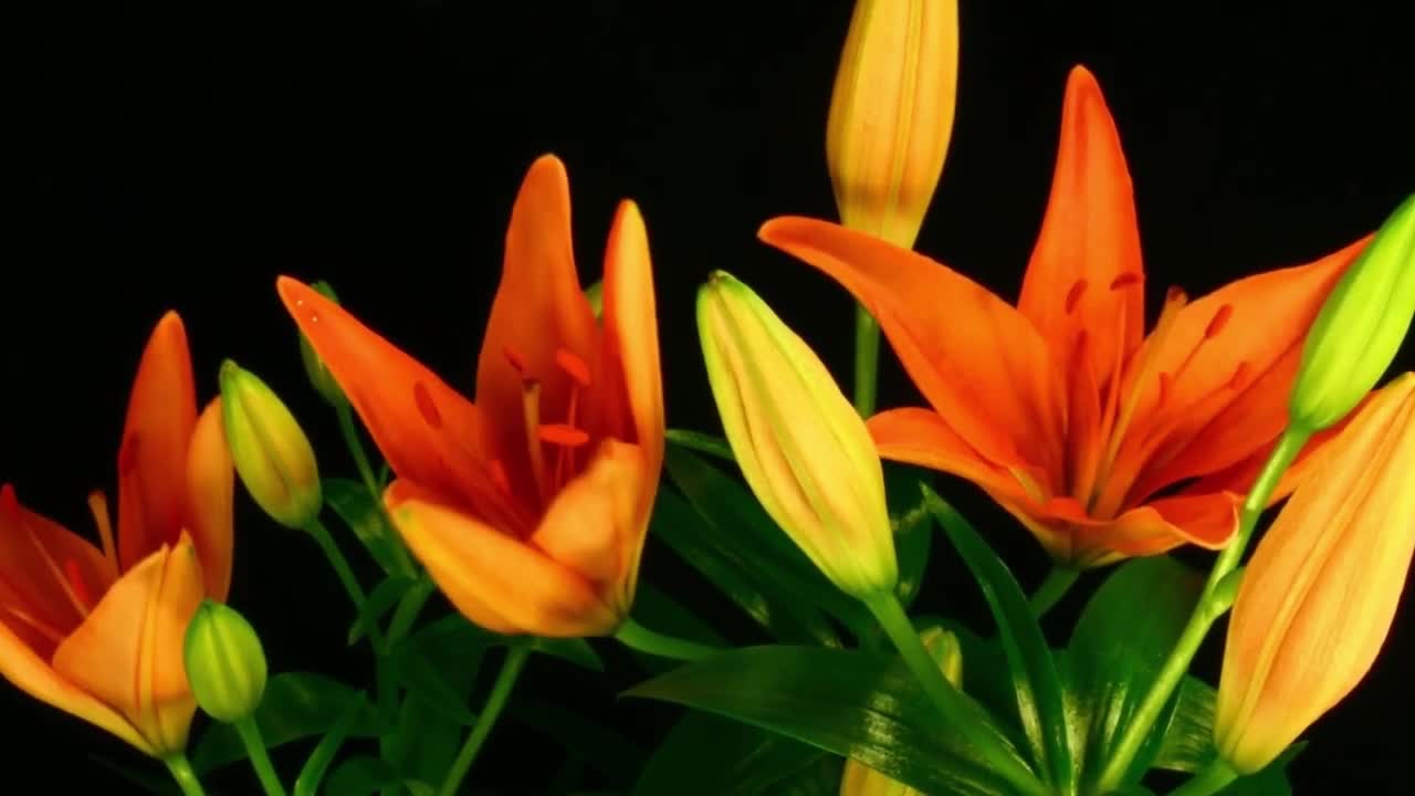 Blooming Flowers Timelapse