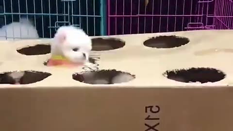 Beautifully dogy
