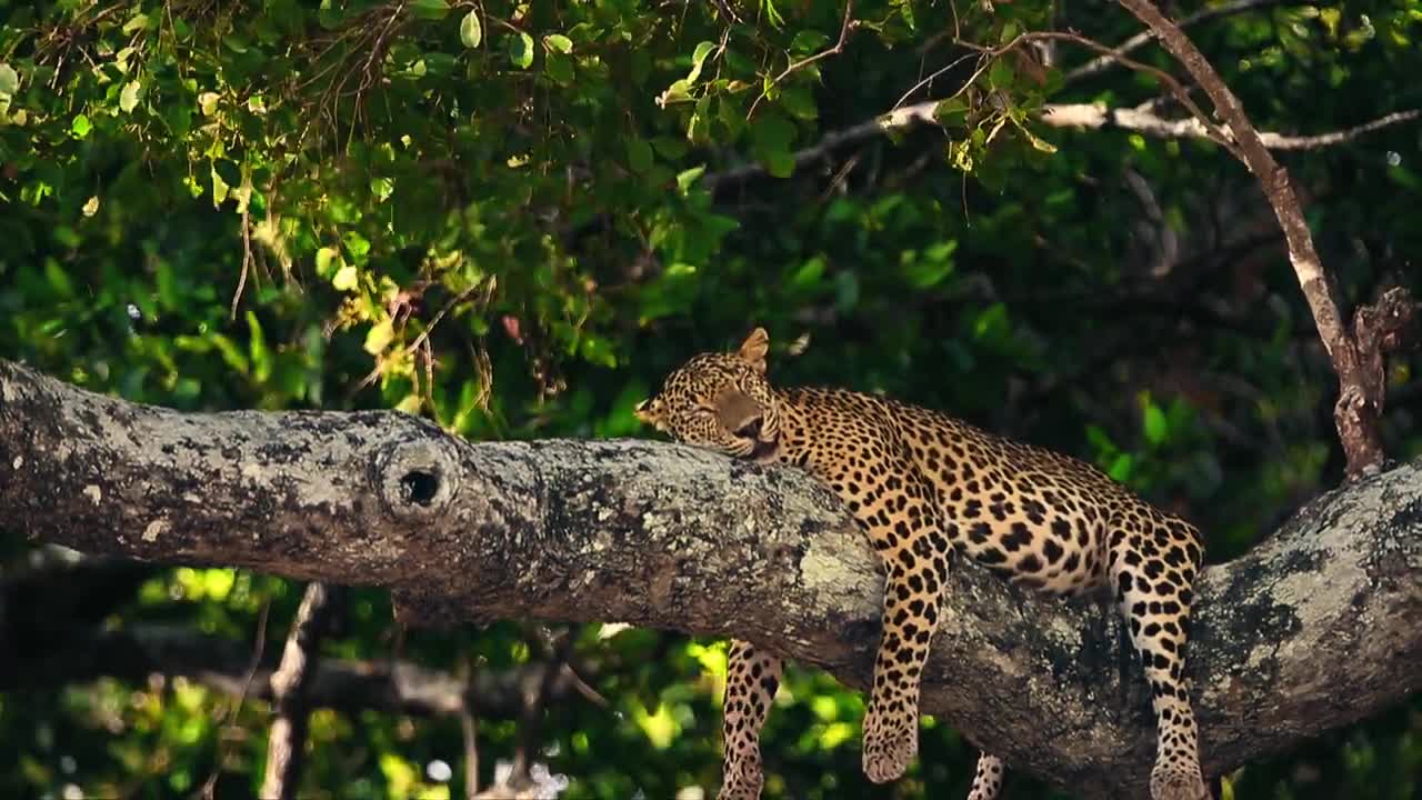 Wild Guides see sri lanka