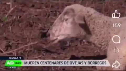 After vaccination, sheep began to fall and die