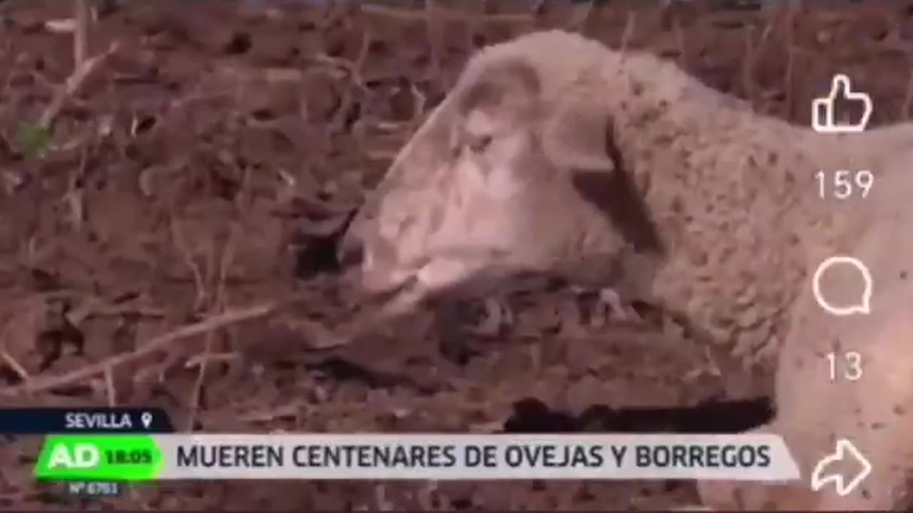 After vaccination, sheep began to fall and die