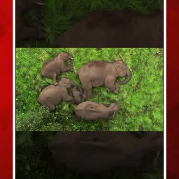 ‘గున్న’కు కుటుంబమే జెడ్ సెక్యూరిటీ| #elephant #family #animals #ytshorts #viral #shorts | FBTV NEWS