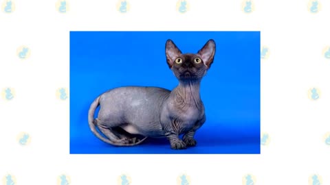 8 Munchkin Cat Breeds