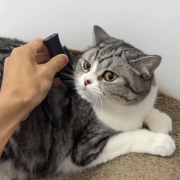 funny animal video | dog and cat |