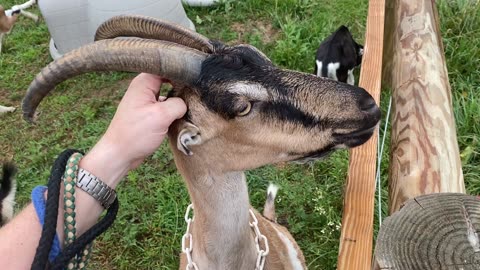 Itching Goat Destiny 08.2022