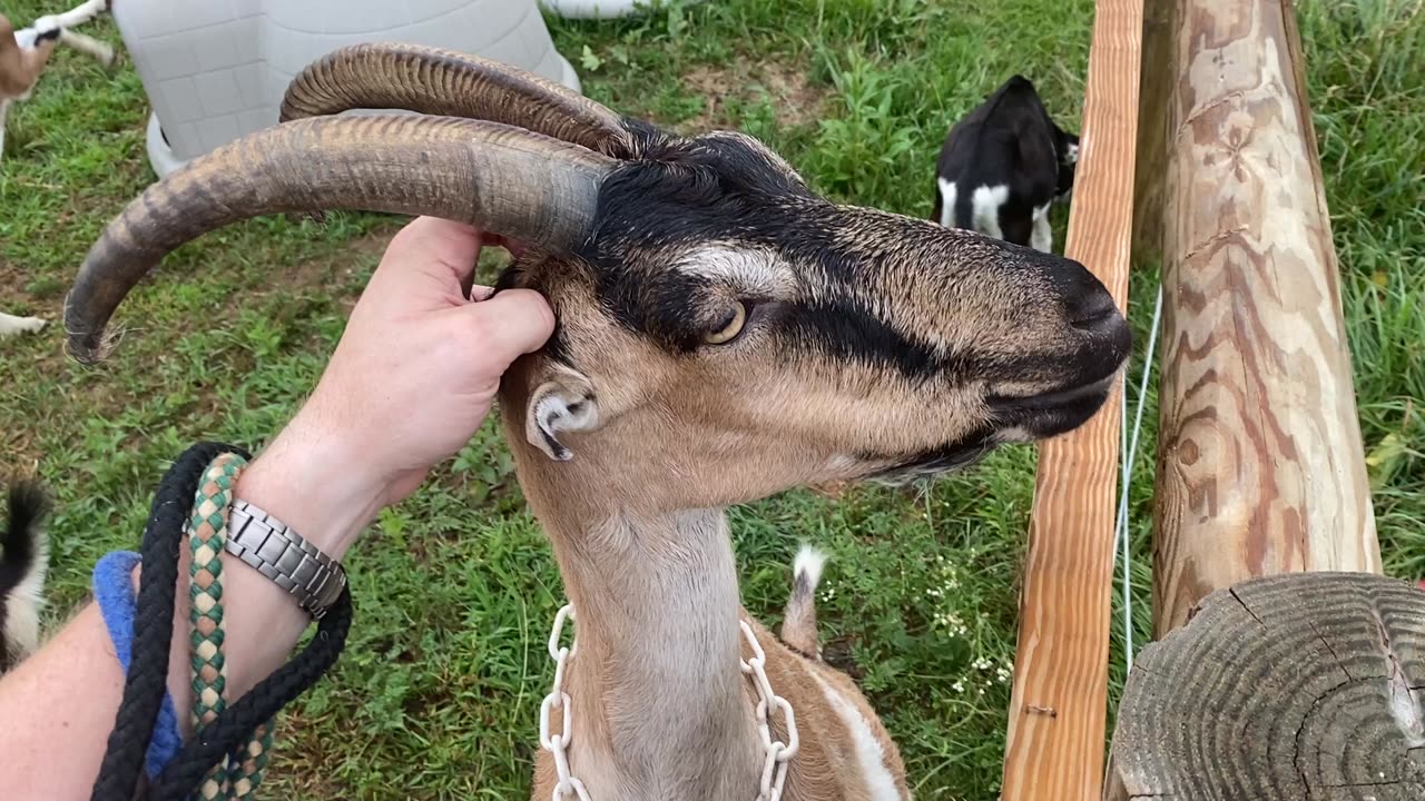 Itching GOAT Destiny 08.2022