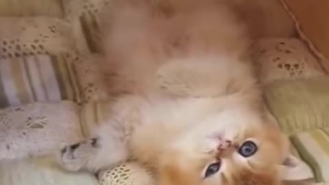 Funny Pets Moment #4