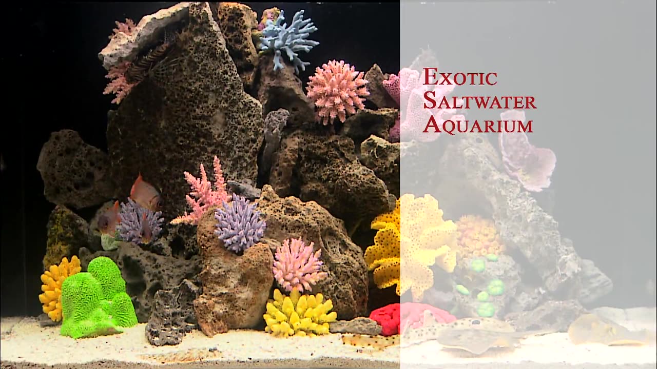 Aquarium FULL HD 1080p