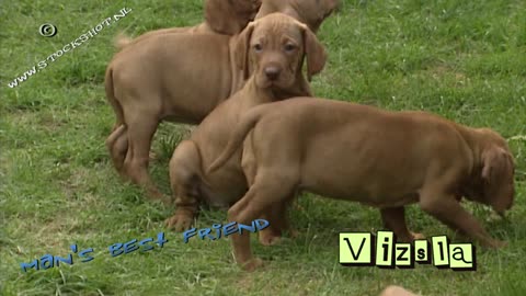 Vizsla & puppies