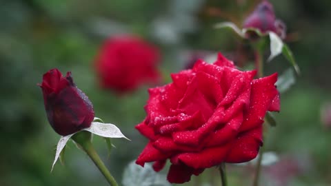 Lovely red roses symbol of love