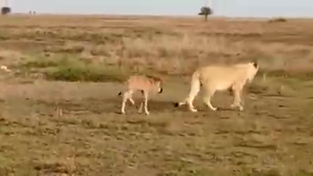 Baby Wildebeest adopts Lioness as new mother!-great migration camps