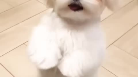 Cute dog dance