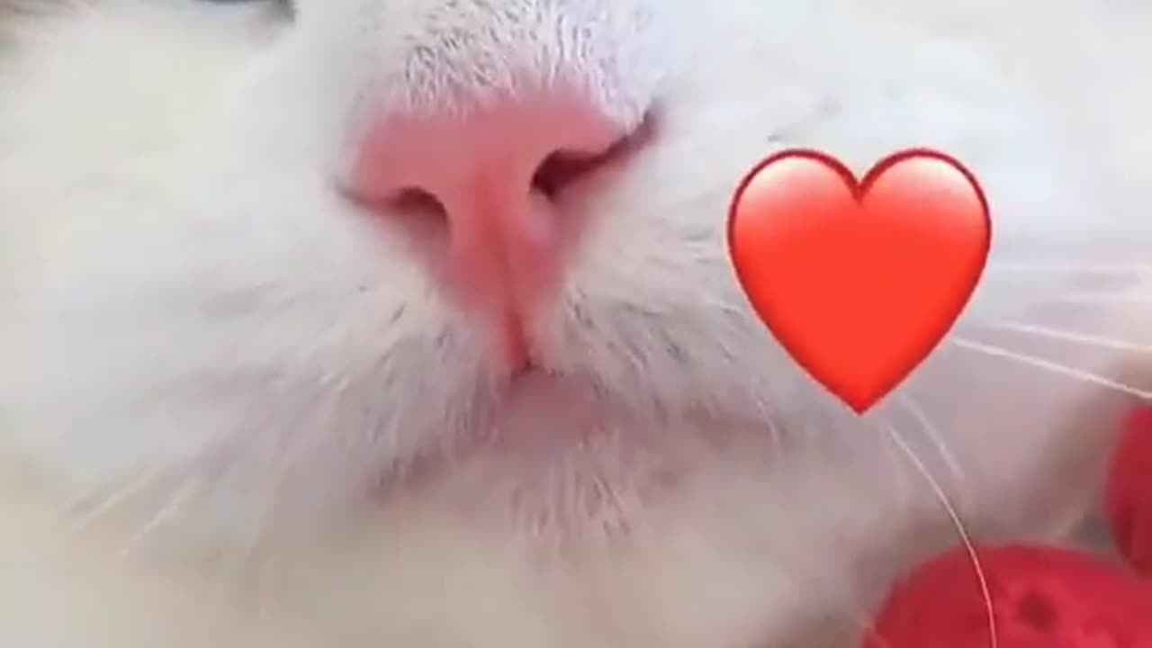 Funny cat video memes 🤣🤣