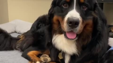 Funny Bernese Mountain Dog _cutedog