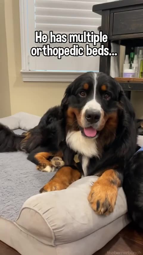 Funny Bernese Mountain Dog _cutedog