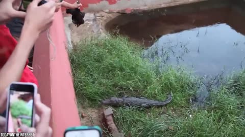 "Terrifying Moments: 15 Wild Crocodile Attacks Caught On Film!"