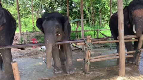 feeding sugar cane to elephant