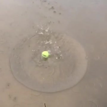 Pez traga una pelota de tenis entera