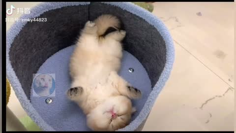 OMG So Cute Cats 💖 Best Funny Cats New Videos 2021 #011