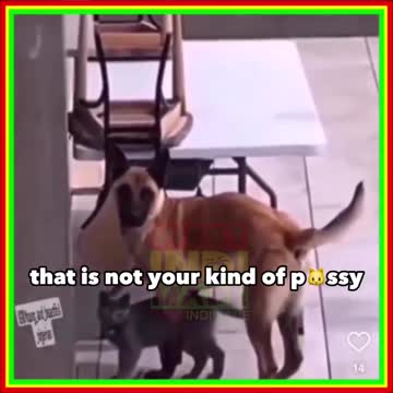 love is for everybody dog