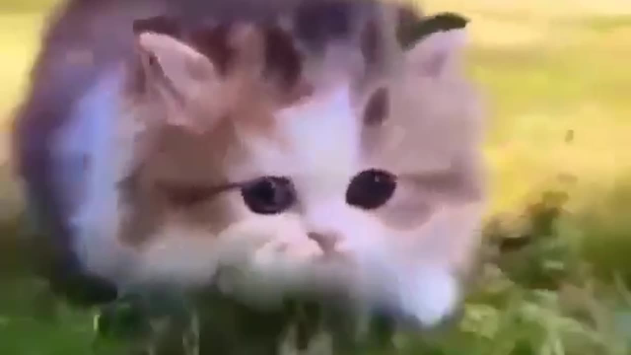 cute babycat