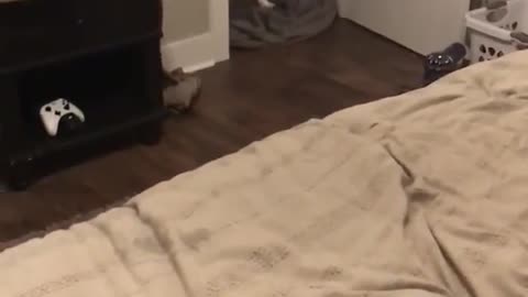 Husky totally shocked after watching human "disapear"