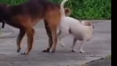 إغتصاب الكلاب Rape of dogs