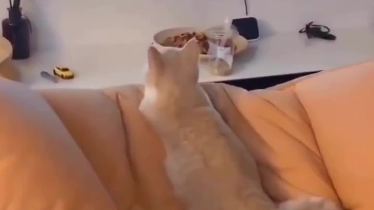 Funny animal videos - Funny cats _ dogs - Funny animals #youtube #youtubeshorts #ytshorts