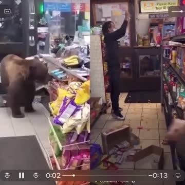 Better To Have A Bear Come In Your Store Instead Of A Democrat Animal