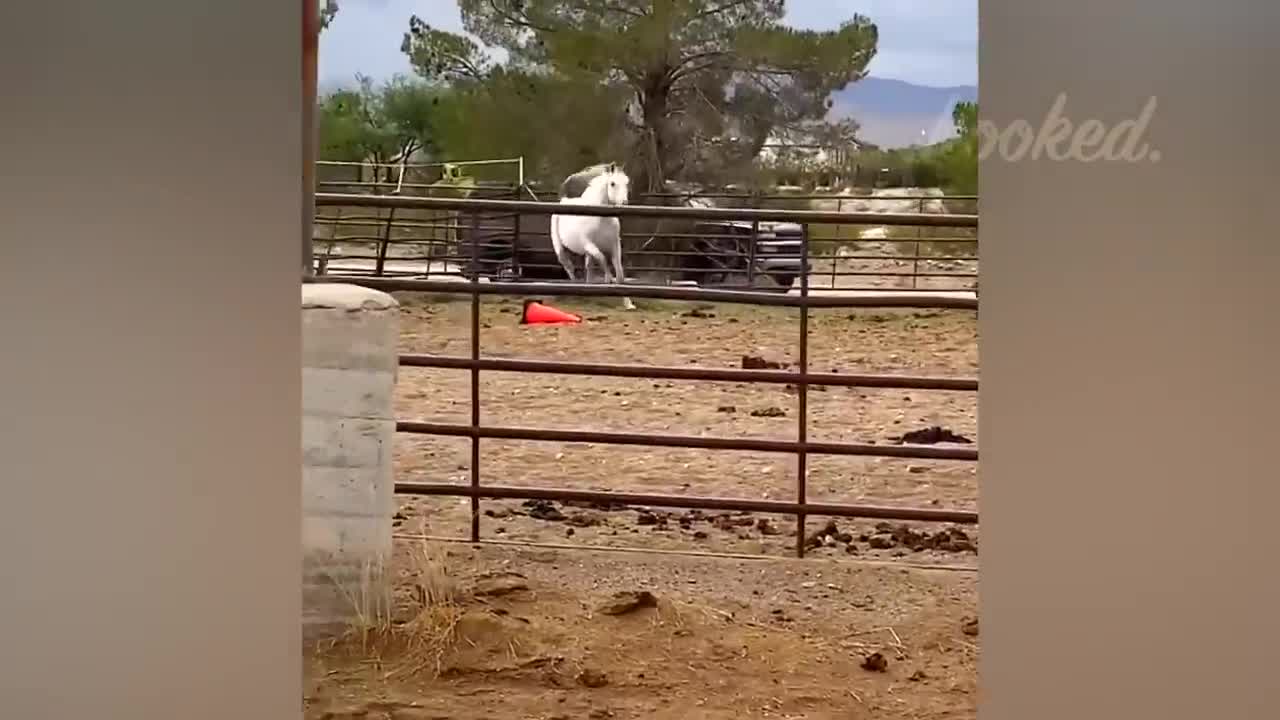 ANIMALS REUNITED WITH OWNERS AFTER YEARS