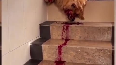 I'm sorry don't leave me - prank dogs