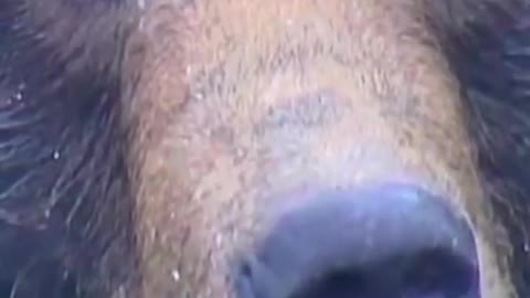Brown bears burn up to 4,000 calories a day while hibernating in their dens