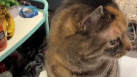 Funny Cat Videos " Can You Understand her?"..............