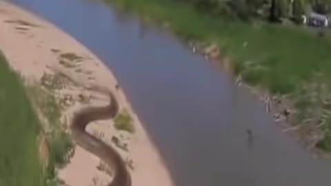 World Biggest snake 🐍