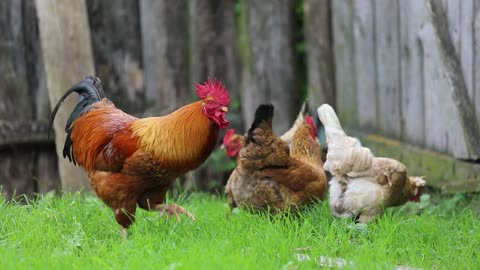 Chickens eat well