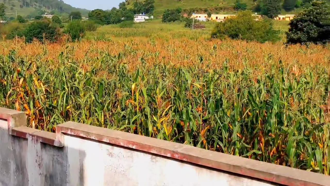 Pakistan beautiful green view