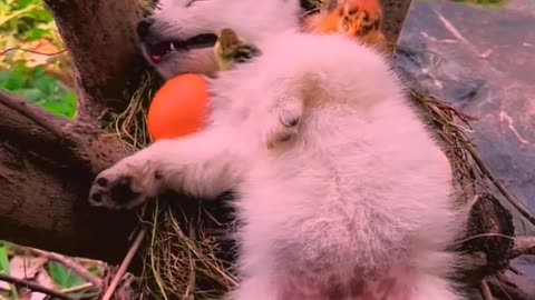 So cute animals #Animals #dog #cat #duck #monkey #adoremonkey #Monkey Animals5