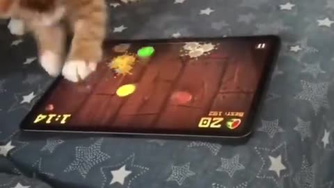 Funny cat video 😅 || wait for end 😂