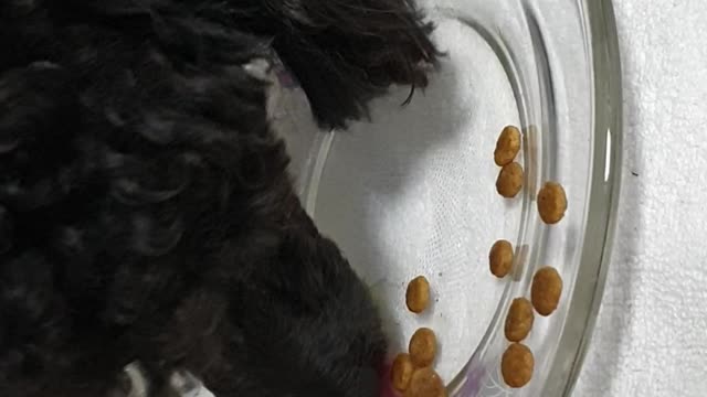 dog eating